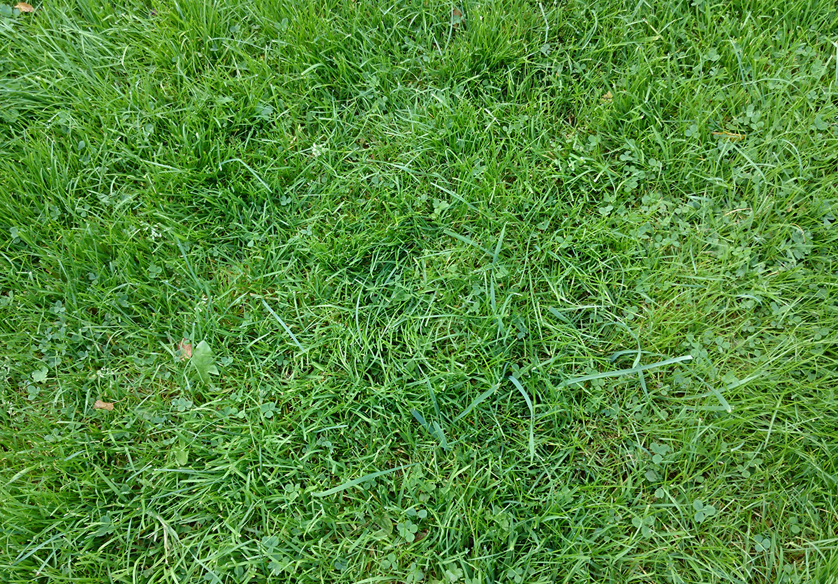 gräs